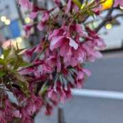 ヒメ日記 2025/03/29 06:30 投稿 やよい 大塚 虹いろ回春