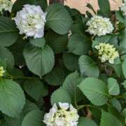 ヒメ日記 2025/06/01 01:58 投稿 やよい 大塚 虹いろ回春