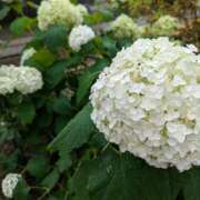 ヒメ日記 2025/07/01 00:35 投稿 やよい 大塚 虹いろ回春