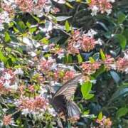 ヒメ日記 2025/08/12 23:44 投稿 やよい 大塚 虹いろ回春