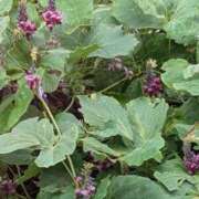 ヒメ日記 2025/09/14 00:12 投稿 やよい 大塚 虹いろ回春