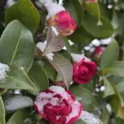 ヒメ日記 2026/02/09 00:09 投稿 やよい 大塚 虹いろ回春