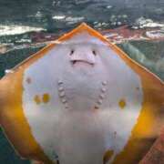 やよい こんばんは(*´∀｀*) 大塚 虹いろ回春