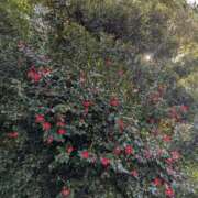 ヒメ日記 2026/03/12 06:47 投稿 やよい 大塚 虹いろ回春