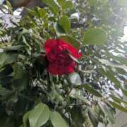 ヒメ日記 2026/03/20 05:52 投稿 やよい 大塚 虹いろ回春