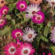 ヒメ日記 2026/03/31 23:34 投稿 やよい 大塚 虹いろ回春