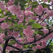 ヒメ日記 2026/04/18 22:29 投稿 やよい 大塚 虹いろ回春