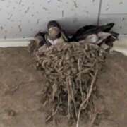 ヒメ日記 2026/06/20 00:18 投稿 やよい 大塚 虹いろ回春