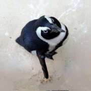 ヒメ日記 2025/08/22 11:34 投稿 りかこ 完熟ばなな梅田