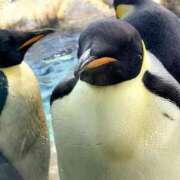 ヒメ日記 2025/12/16 14:04 投稿 りかこ 完熟ばなな梅田