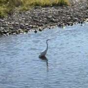 ヒメ日記 2024/12/21 16:04 投稿 吉瀬美智代 五十路マダム宇都宮店(カサブランカグループ)