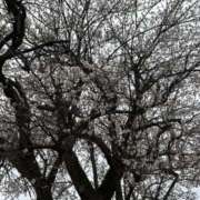 ヒメ日記 2025/03/04 11:58 投稿 吉瀬美智代 五十路マダム宇都宮店(カサブランカグループ)