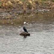 ヒメ日記 2025/03/06 11:32 投稿 吉瀬美智代 五十路マダム宇都宮店(カサブランカグループ)