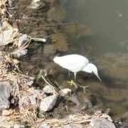 ヒメ日記 2025/03/13 11:58 投稿 吉瀬美智代 五十路マダム宇都宮店(カサブランカグループ)