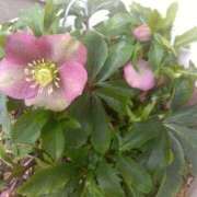 ヒメ日記 2025/03/15 14:16 投稿 吉瀬美智代 五十路マダム宇都宮店(カサブランカグループ)