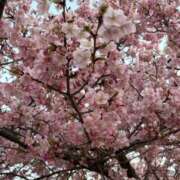 ヒメ日記 2025/03/24 13:34 投稿 吉瀬美智代 五十路マダム宇都宮店(カサブランカグループ)