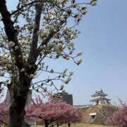 ヒメ日記 2025/03/25 12:10 投稿 吉瀬美智代 五十路マダム宇都宮店(カサブランカグループ)