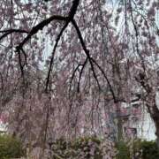 ヒメ日記 2025/04/01 14:18 投稿 吉瀬美智代 五十路マダム宇都宮店(カサブランカグループ)