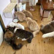 ヒメ日記 2025/04/04 12:08 投稿 吉瀬美智代 五十路マダム宇都宮店(カサブランカグループ)