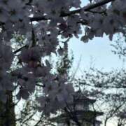 ヒメ日記 2025/04/06 12:20 投稿 吉瀬美智代 五十路マダム宇都宮店(カサブランカグループ)