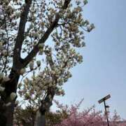 ヒメ日記 2025/04/06 15:40 投稿 吉瀬美智代 五十路マダム宇都宮店(カサブランカグループ)