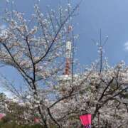 ヒメ日記 2025/04/09 11:32 投稿 吉瀬美智代 五十路マダム宇都宮店(カサブランカグループ)