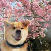 ヒメ日記 2025/04/10 11:30 投稿 吉瀬美智代 五十路マダム宇都宮店(カサブランカグループ)