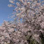 ヒメ日記 2025/04/12 12:28 投稿 吉瀬美智代 五十路マダム宇都宮店(カサブランカグループ)