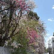 ヒメ日記 2025/04/14 14:12 投稿 吉瀬美智代 五十路マダム宇都宮店(カサブランカグループ)