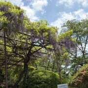 ヒメ日記 2025/05/04 12:04 投稿 吉瀬美智代 五十路マダム宇都宮店(カサブランカグループ)