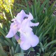 ヒメ日記 2025/05/11 11:56 投稿 吉瀬美智代 五十路マダム宇都宮店(カサブランカグループ)