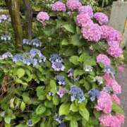 ヒメ日記 2025/06/13 11:34 投稿 吉瀬美智代 五十路マダム宇都宮店(カサブランカグループ)