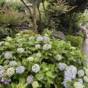 ヒメ日記 2025/06/14 11:48 投稿 吉瀬美智代 五十路マダム宇都宮店(カサブランカグループ)