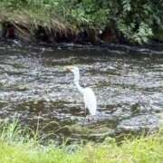 ヒメ日記 2025/07/26 12:06 投稿 吉瀬美智代 五十路マダム宇都宮店(カサブランカグループ)