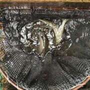 ヒメ日記 2025/08/01 14:44 投稿 吉瀬美智代 五十路マダム宇都宮店(カサブランカグループ)