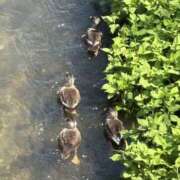 ヒメ日記 2025/09/03 11:28 投稿 吉瀬美智代 五十路マダム宇都宮店(カサブランカグループ)