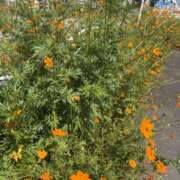 ヒメ日記 2025/09/10 11:46 投稿 吉瀬美智代 五十路マダム宇都宮店(カサブランカグループ)