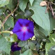 ヒメ日記 2025/09/17 11:26 投稿 吉瀬美智代 五十路マダム宇都宮店(カサブランカグループ)