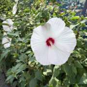 ヒメ日記 2025/09/21 11:42 投稿 吉瀬美智代 五十路マダム宇都宮店(カサブランカグループ)