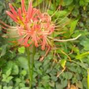 ヒメ日記 2025/09/23 11:40 投稿 吉瀬美智代 五十路マダム宇都宮店(カサブランカグループ)