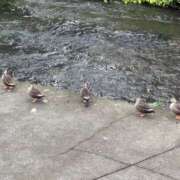 ヒメ日記 2025/09/24 12:38 投稿 吉瀬美智代 五十路マダム宇都宮店(カサブランカグループ)