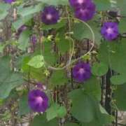 ヒメ日記 2025/10/10 13:34 投稿 吉瀬美智代 五十路マダム宇都宮店(カサブランカグループ)