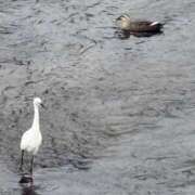 ヒメ日記 2025/10/16 11:42 投稿 吉瀬美智代 五十路マダム宇都宮店(カサブランカグループ)