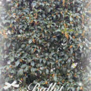 ヒメ日記 2025/10/17 11:38 投稿 吉瀬美智代 五十路マダム宇都宮店(カサブランカグループ)