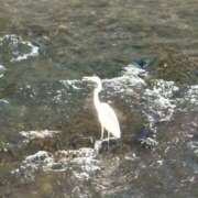 ヒメ日記 2025/11/18 13:34 投稿 吉瀬美智代 五十路マダム宇都宮店(カサブランカグループ)