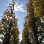 ヒメ日記 2025/11/20 11:44 投稿 吉瀬美智代 五十路マダム宇都宮店(カサブランカグループ)