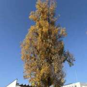 ヒメ日記 2025/12/09 11:36 投稿 吉瀬美智代 五十路マダム宇都宮店(カサブランカグループ)