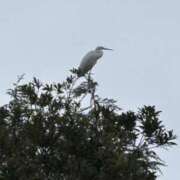 ヒメ日記 2025/12/26 11:38 投稿 吉瀬美智代 五十路マダム宇都宮店(カサブランカグループ)