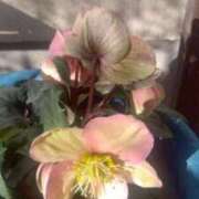 ヒメ日記 2026/01/31 12:16 投稿 吉瀬美智代 五十路マダム宇都宮店(カサブランカグループ)