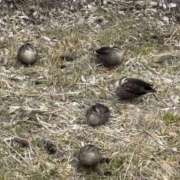 ヒメ日記 2026/02/07 11:40 投稿 吉瀬美智代 五十路マダム宇都宮店(カサブランカグループ)